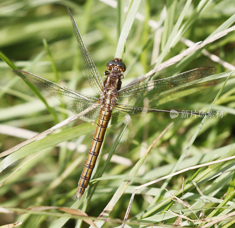 龙骨Skimmer (Orthetrum coerulescens)雌性